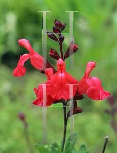 Picture of Salvia greggii 'Coral'