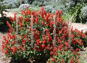 Picture of Salvia splendens 