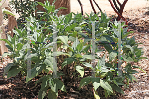 Picture of Salvia spathacea 