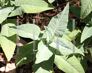 Picture of Salvia spathacea 