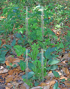 Picture of Salvia lyrata 