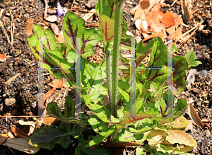Picture of Salvia lyrata 