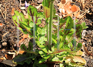 Picture of Salvia lyrata 