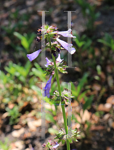 Picture of Salvia lyrata 