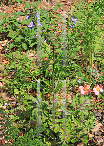 Picture of Salvia lyrata 