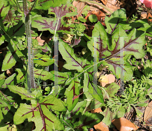Picture of Salvia lyrata 