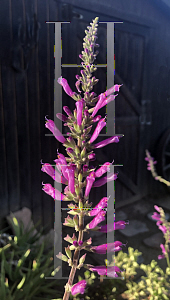 Picture of Salvia karwinskii 