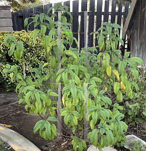 Picture of Salvia karwinskii 