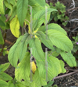 Picture of Salvia karwinskii 