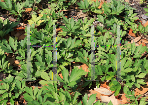 Picture of Rudbeckia laciniata 