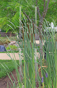 Picture of Typha latifolia 