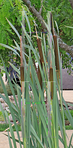 Picture of Typha latifolia 