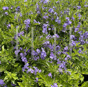 Picture of Duranta erecta 