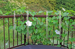 Picture of Ipomoea alba 