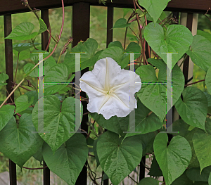 Picture of Ipomoea alba 