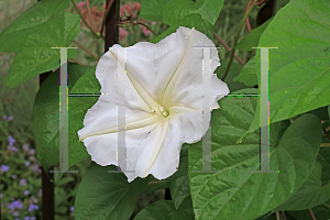 Picture of Ipomoea alba 