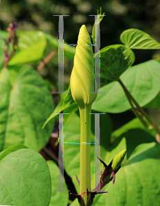 Picture of Ipomoea alba 