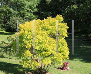 Picture of Cotinus coggygria 'Golden Spirit'