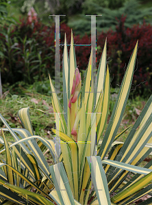 Picture of Yucca filamentosa 'Golden Sword'