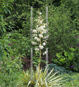 Picture of Yucca filamentosa 'Golden Sword'