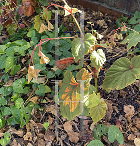 Picture of Begonia decandra '~Species'