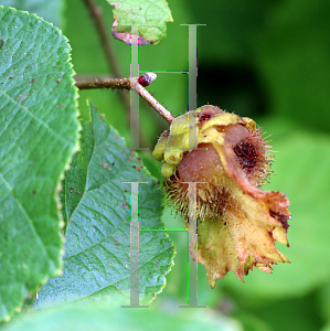 Picture of Corylus avellana 