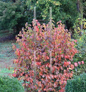 Picture of Corylus avellana 