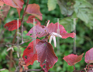 Picture of Corylus avellana 