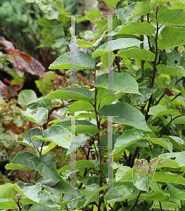 Picture of Corylus avellana 