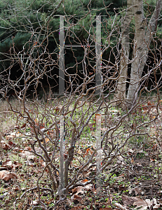 Picture of Corylus avellana 