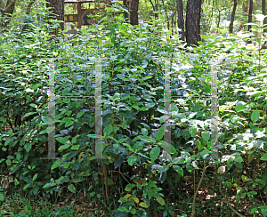 Picture of Viburnum tinus 