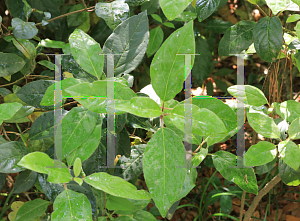 Picture of Viburnum tinus 