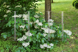 Picture of Viburnum dentatum 