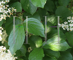 Picture of Viburnum dentatum 