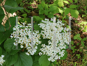 Picture of Viburnum dentatum 