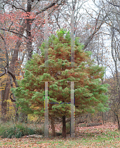 Picture of Taxodium distichum 