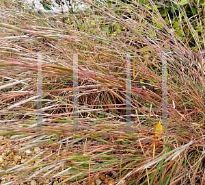 Picture of Andropogon ternarius 'Black Mountain'