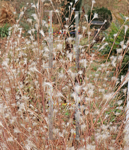 Picture of Andropogon ternarius 'Black Mountain'