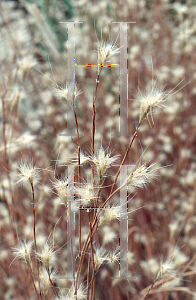 Picture of Andropogon ternarius 'Black Mountain'