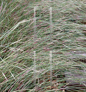 Picture of Andropogon ternarius 'Black Mountain'