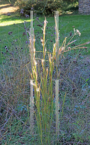 Picture of Andropogon virginicus '~Species'