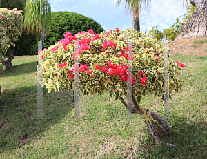 Picture of Bougainvillea spp. 