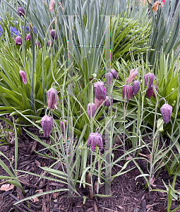 Picture of Fritillaria affinis '~Species'