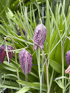 Picture of Fritillaria affinis '~Species'