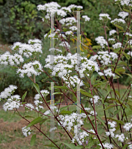 Picture of Ageratina altissima 'Chocolate'