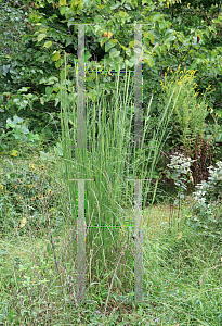 Picture of Andropogon virginicus '~Species'