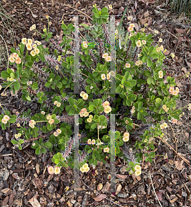 Picture of Euphorbia milii 