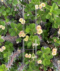 Picture of Euphorbia milii 