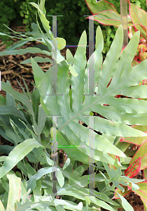 Picture of Phlebodium aureum 'Blue Star'