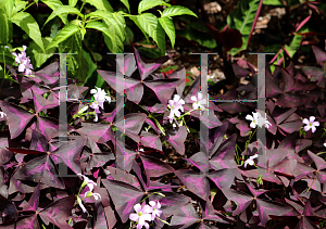 Picture of Oxalis triangularis 'JROXBURWI' (Charmed Wine)